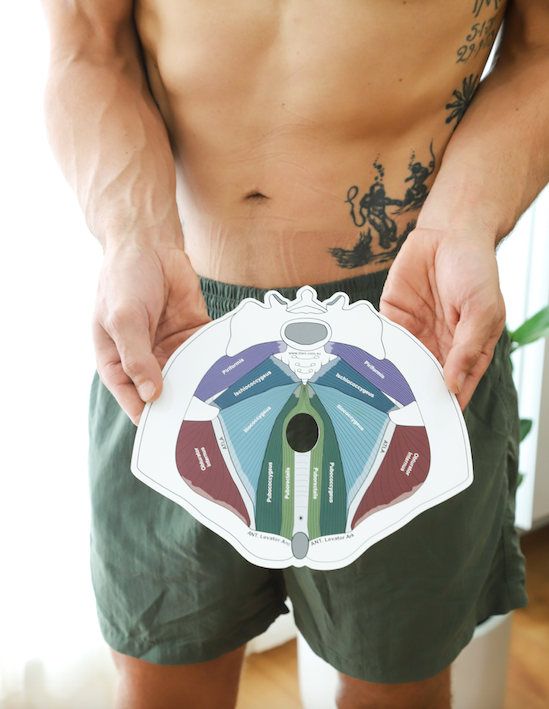 Male Pelvic Floor Model (gloss coated board)